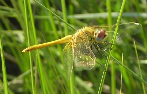 Sympetrum fonscolombii e Trithemis annulata